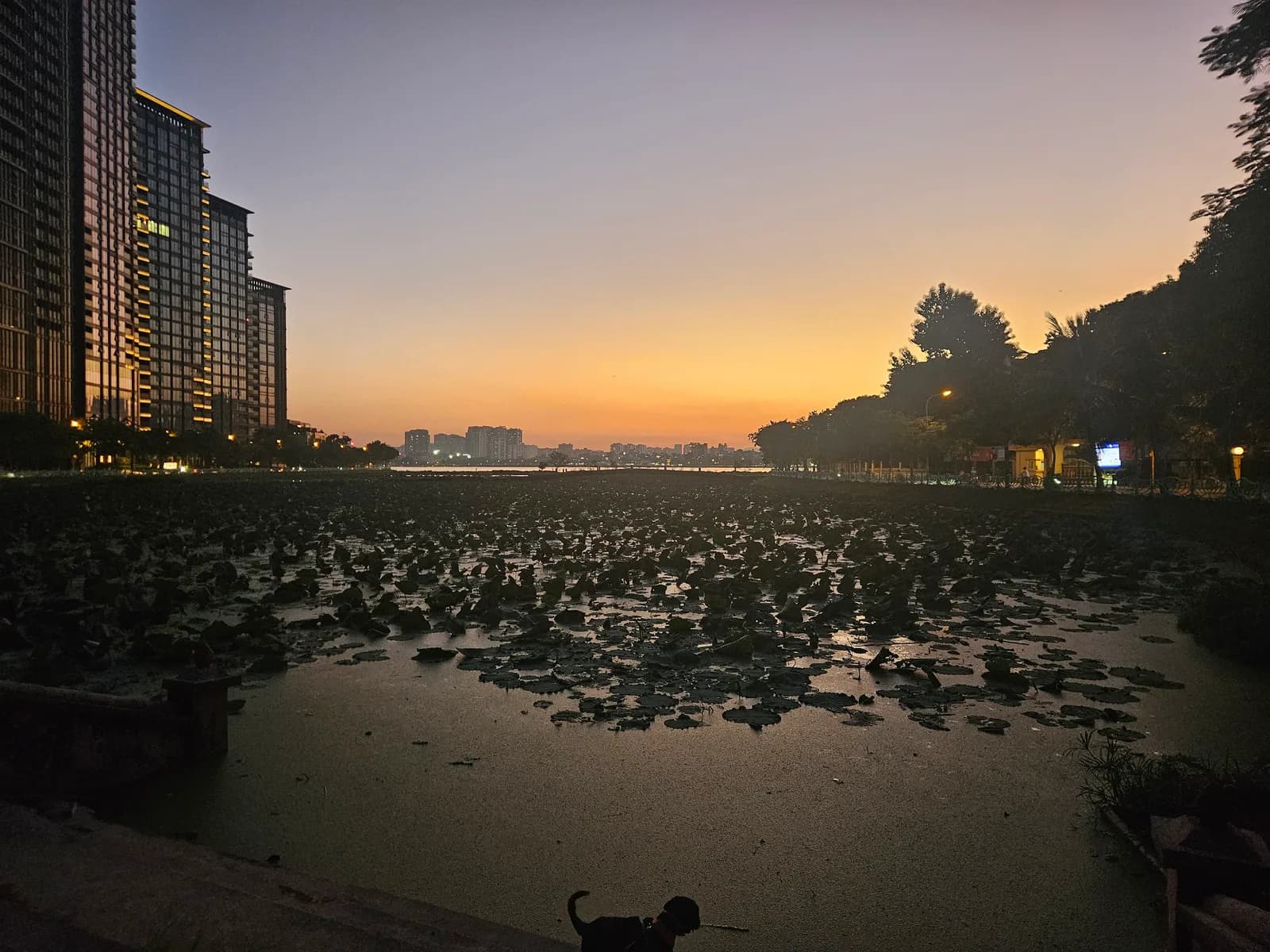 A lotus pond at sunset in Tay Ho, the dog in the corner of the frame